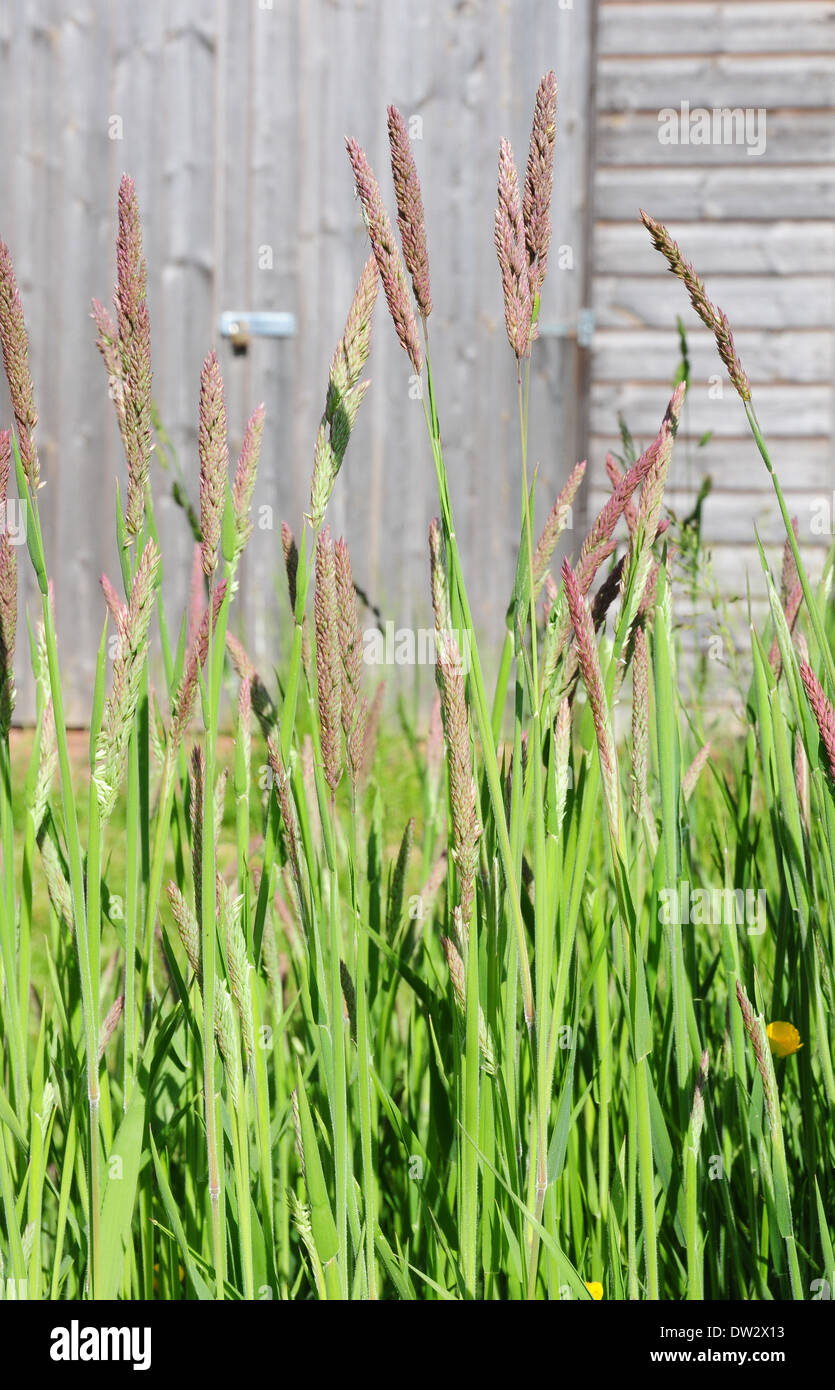 Grass Yorkshire Fog in bloom. Known as Velvet Grass in America Stock
