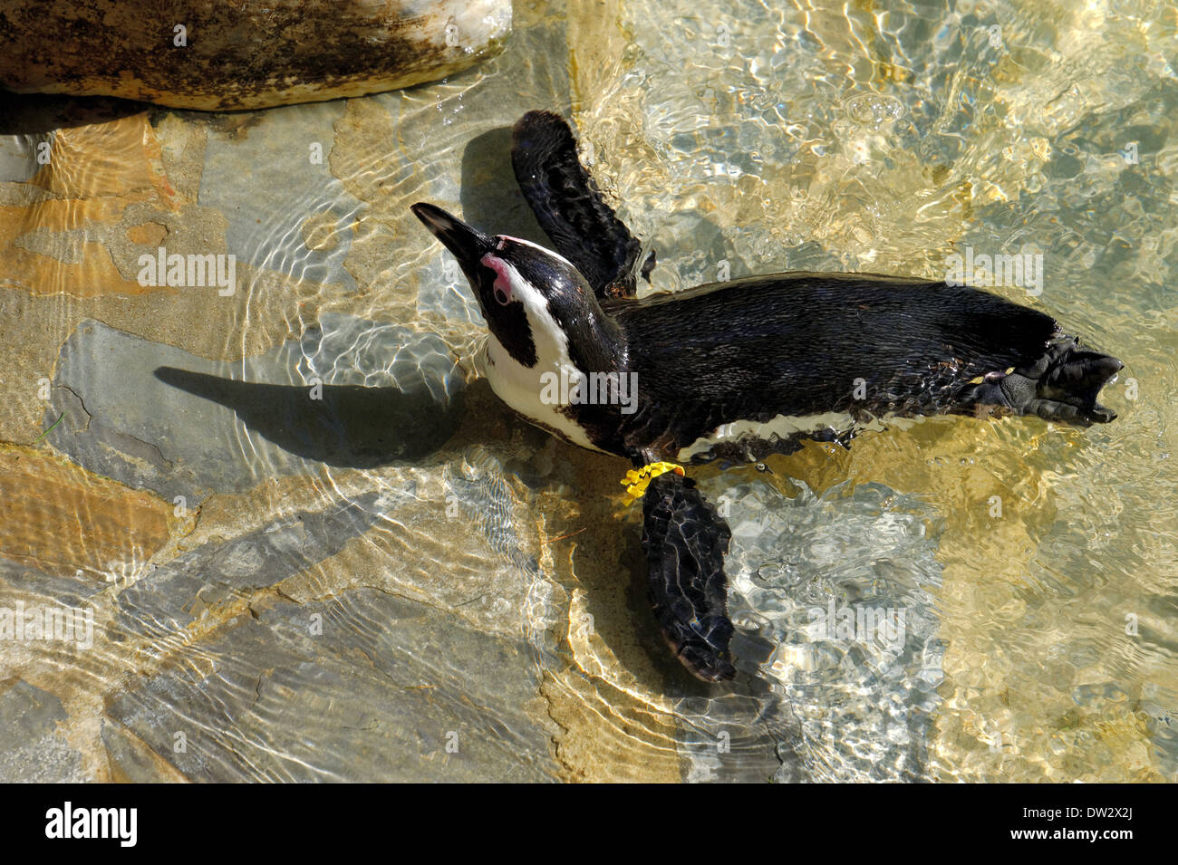African Penguin (Spheniscus demersus). Stock Photo