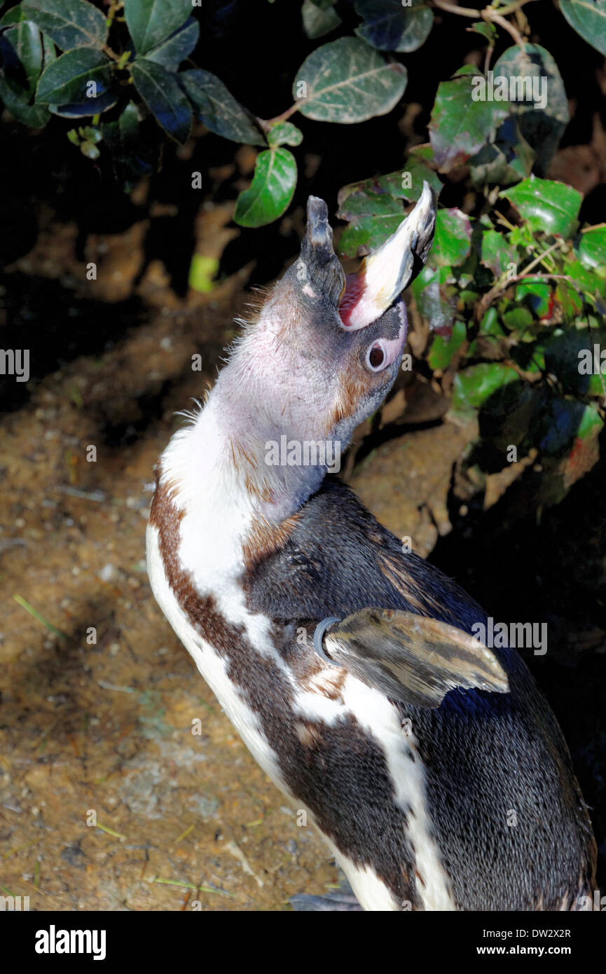 African Penguin (Spheniscus demersus). Stock Photo