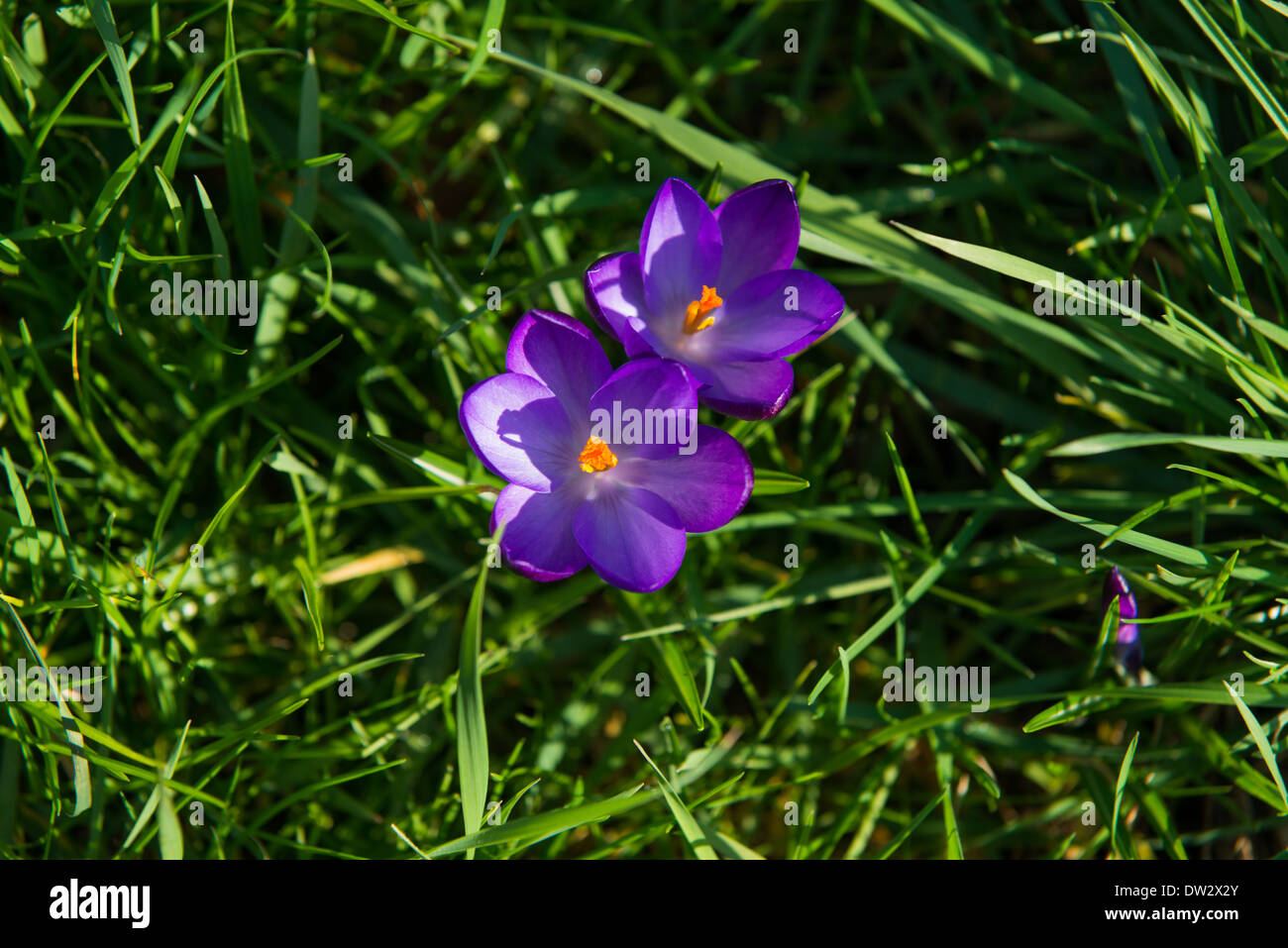 Spring in UK Stock Photo - Alamy