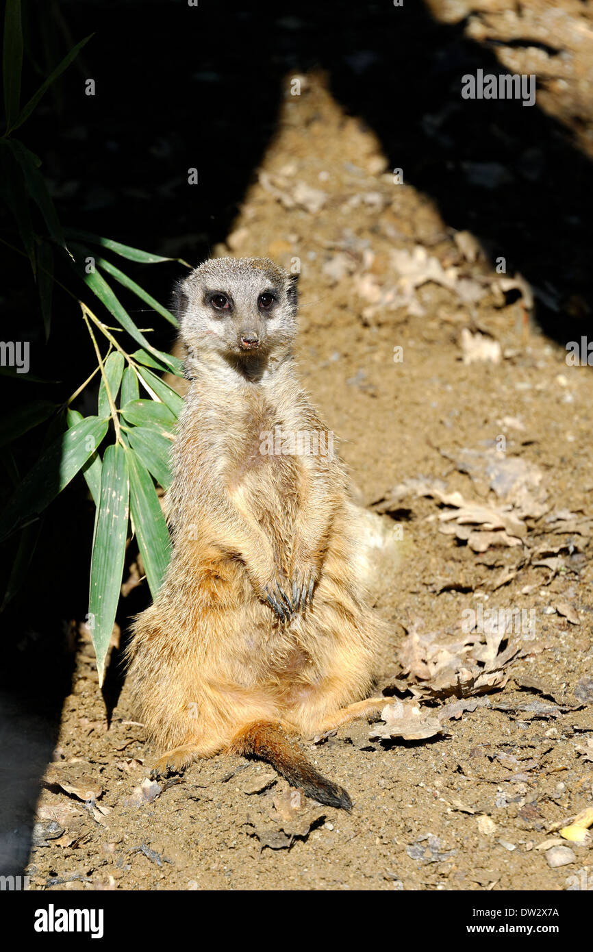Meerkat or suricate, Suricata suricatta, is a small mammal belonging to the mongoose family. Stock Photo