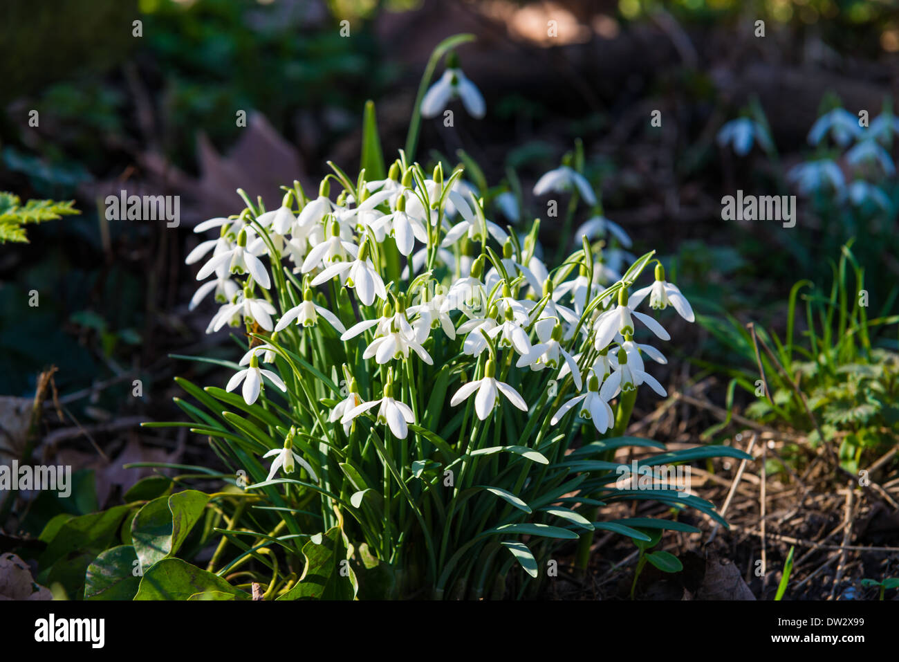 Spring in UK Stock Photo - Alamy