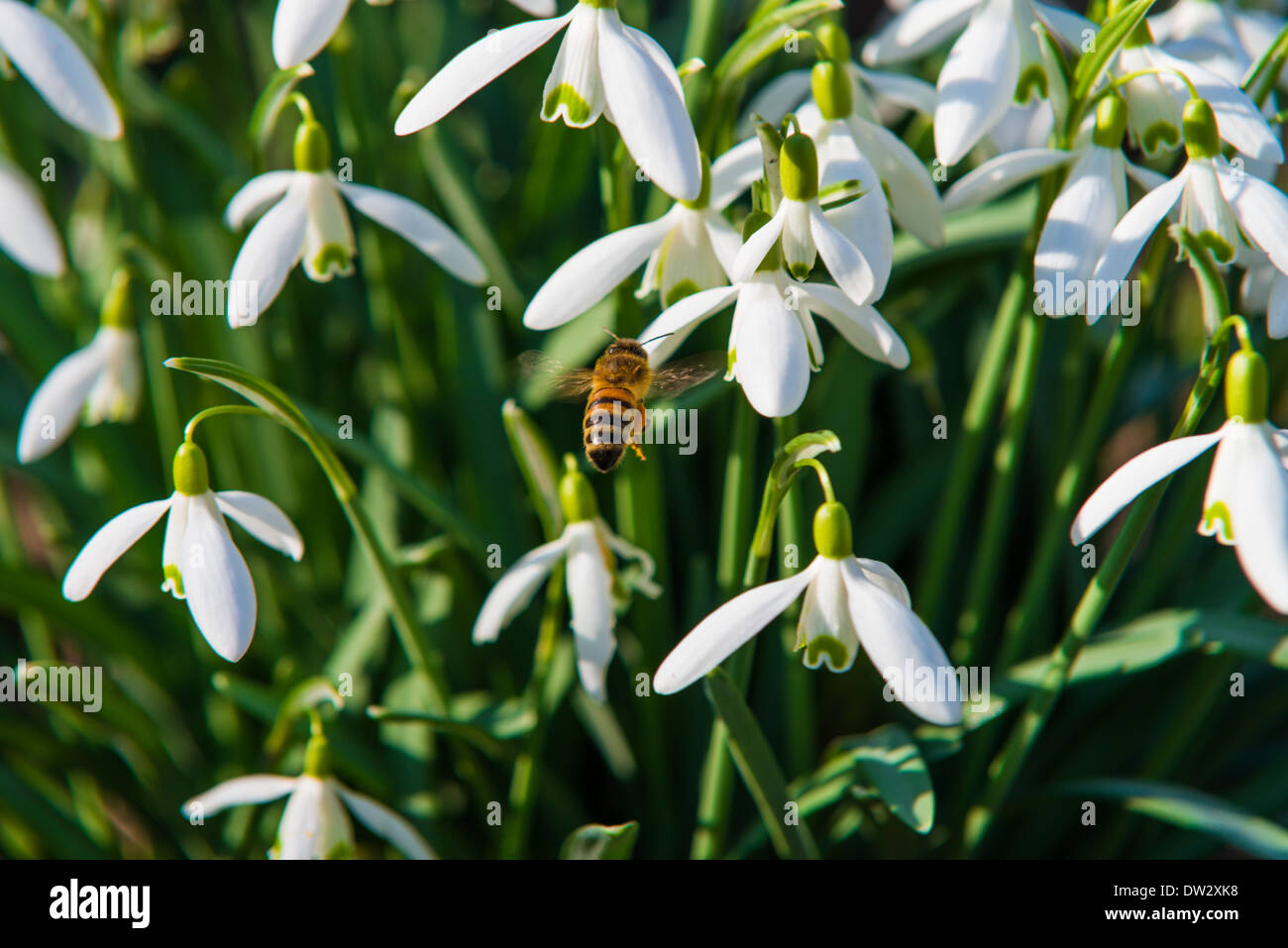 Spring in UK Stock Photo - Alamy