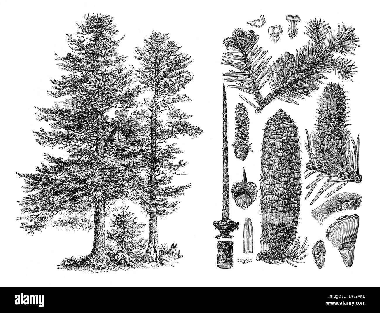 Historical illustration, Noble fir, Abies procera, historische Zeichnung, Edeltanne, Abies pectinata Stock Photo