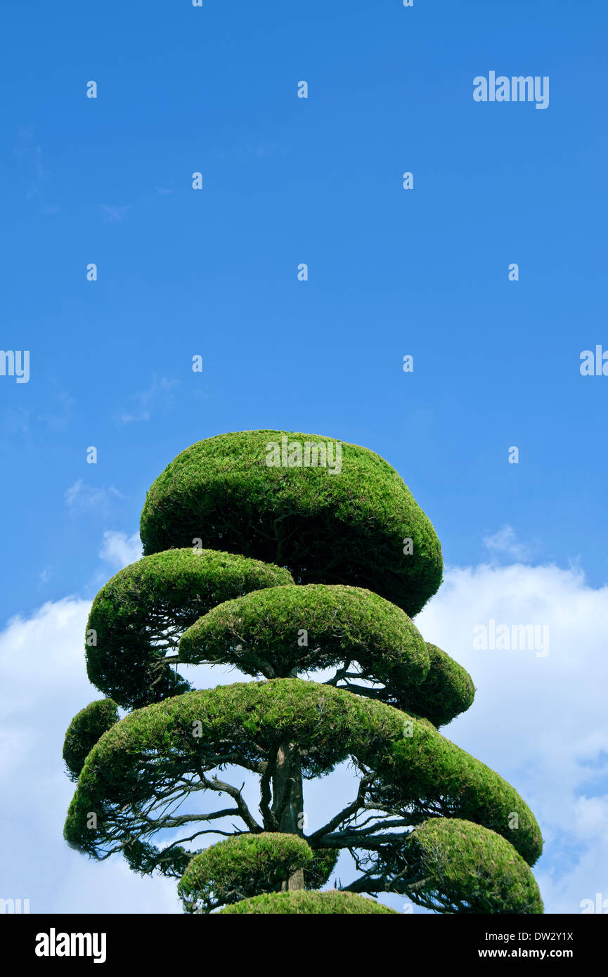 Tree and sky Stock Photo