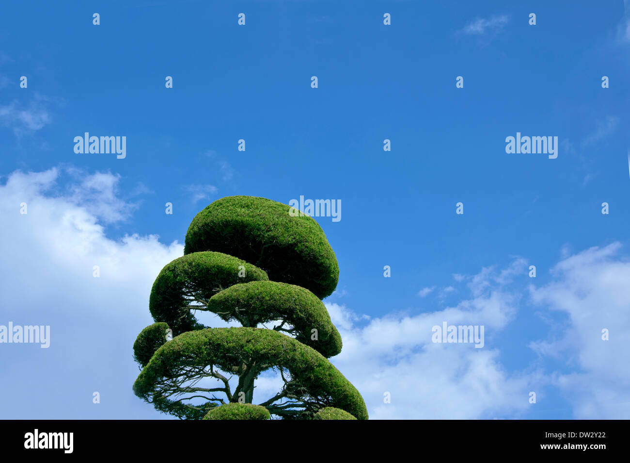 Tree and sky Stock Photo