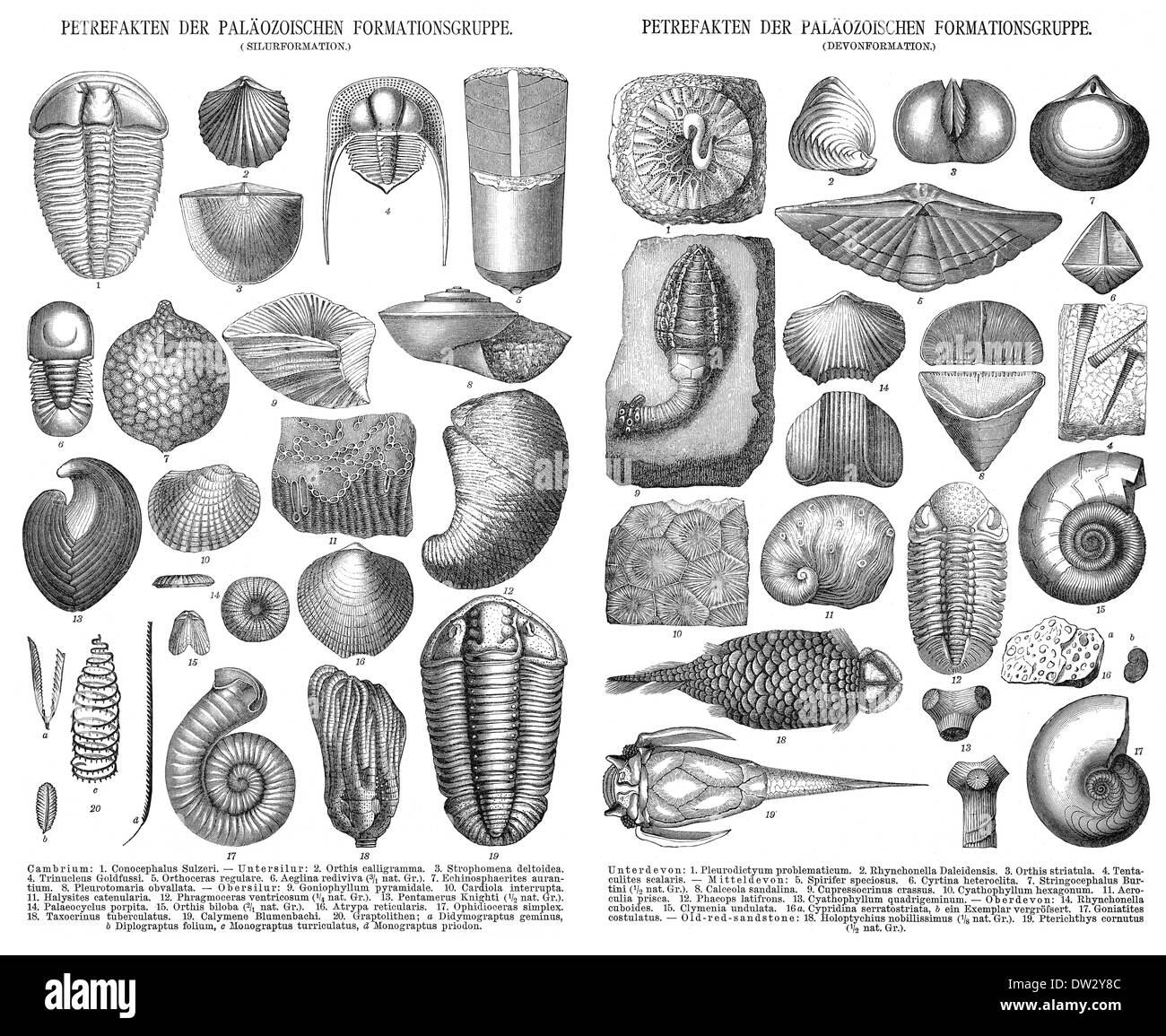 Historical illustration, 1896, different fossils, historische Zeichnung, 1896, verschiedene Fossilien  Stock Photo