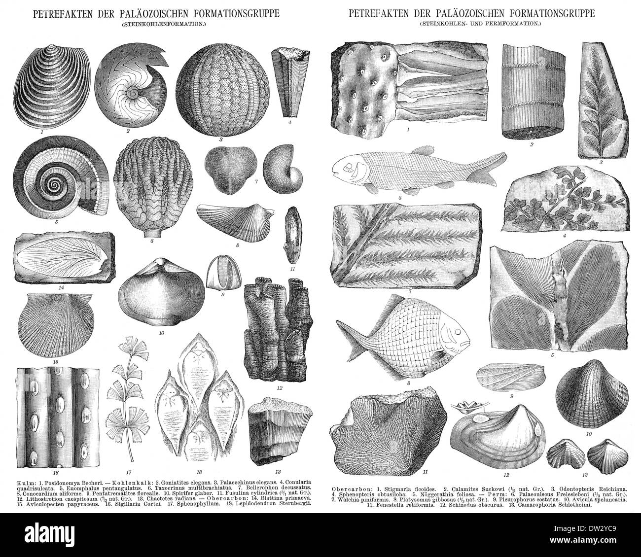 Historical illustration, 1896, different fossils Stock Photo