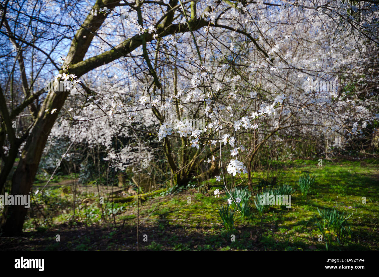Spring in UK Stock Photo - Alamy