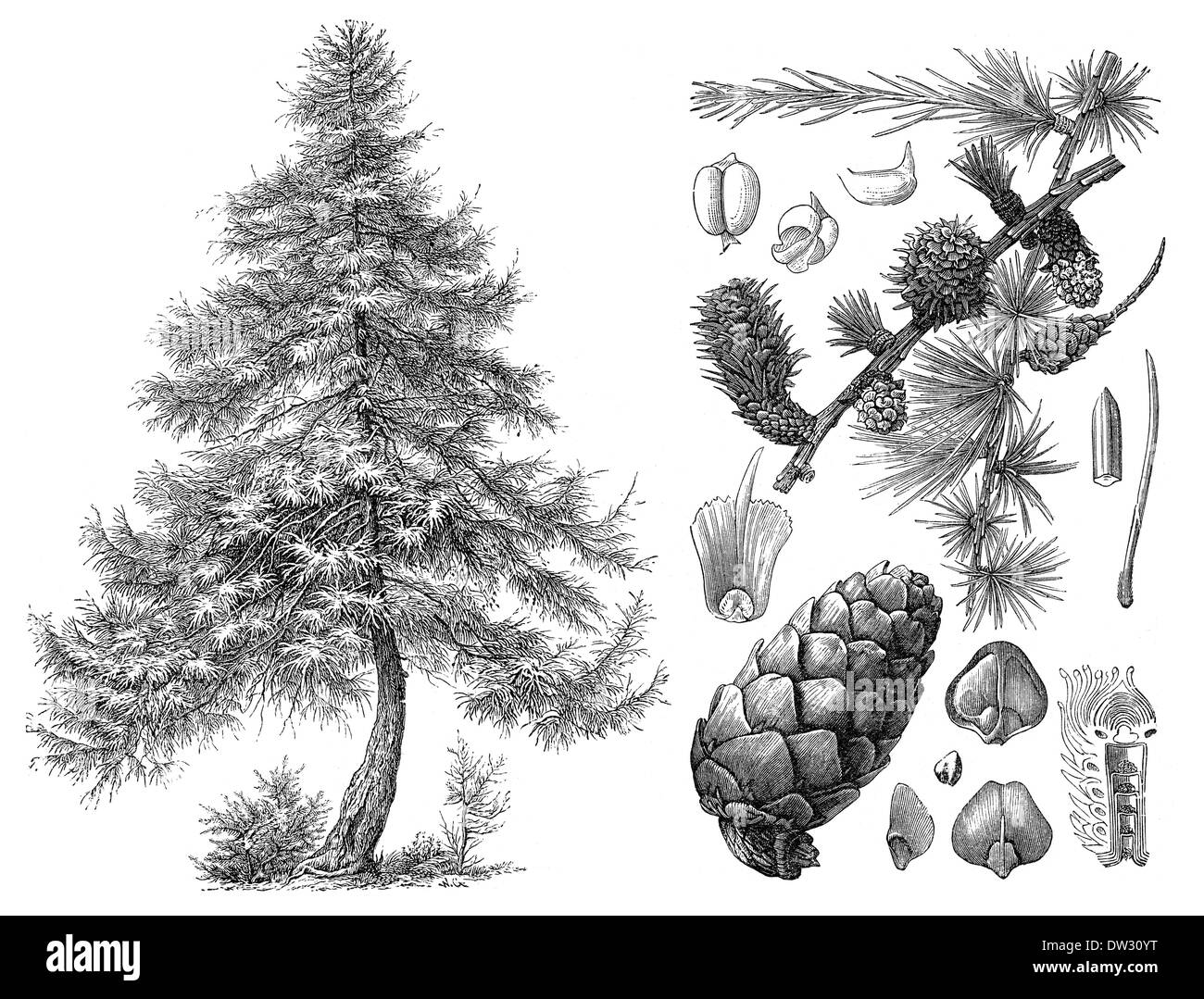 Historical illustration, European Larch, (Larix decidua) Stock Photo