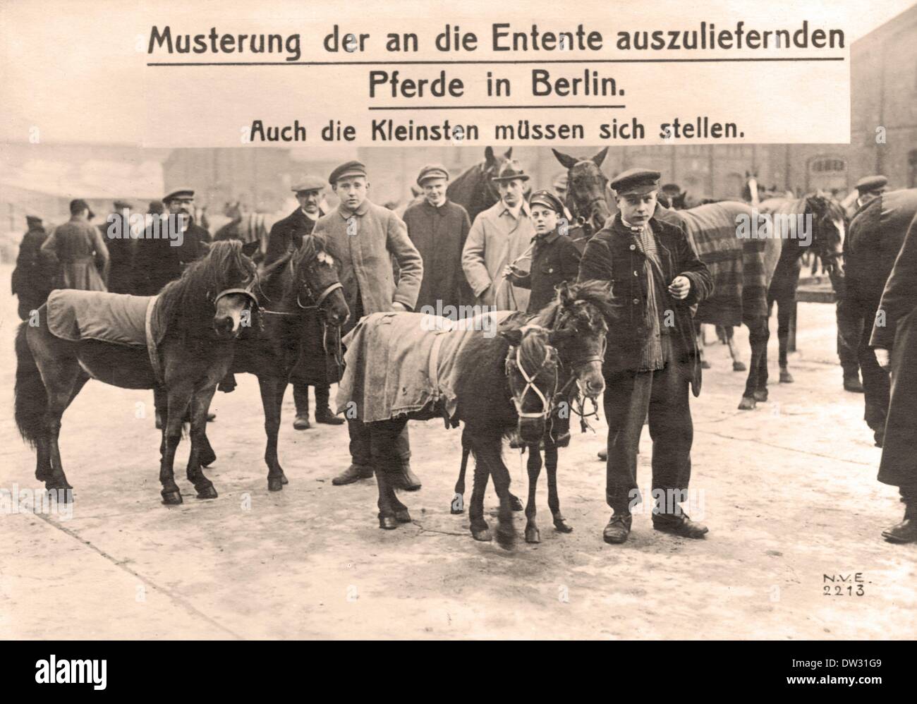 Examination of horses to be delivered to the Entente as reperation payments after the signing of the Treaty of Versailles in 1919 in Berlin, Germany. Fotoarchiv für Zeitgeschichtee - NO WIRE SERVICE Stock Photo