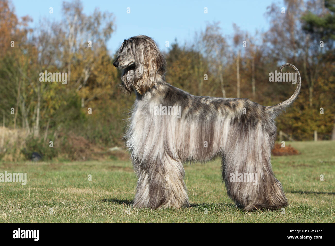 Dog Afghan Hound /  adult standing in a meadow Stock Photo