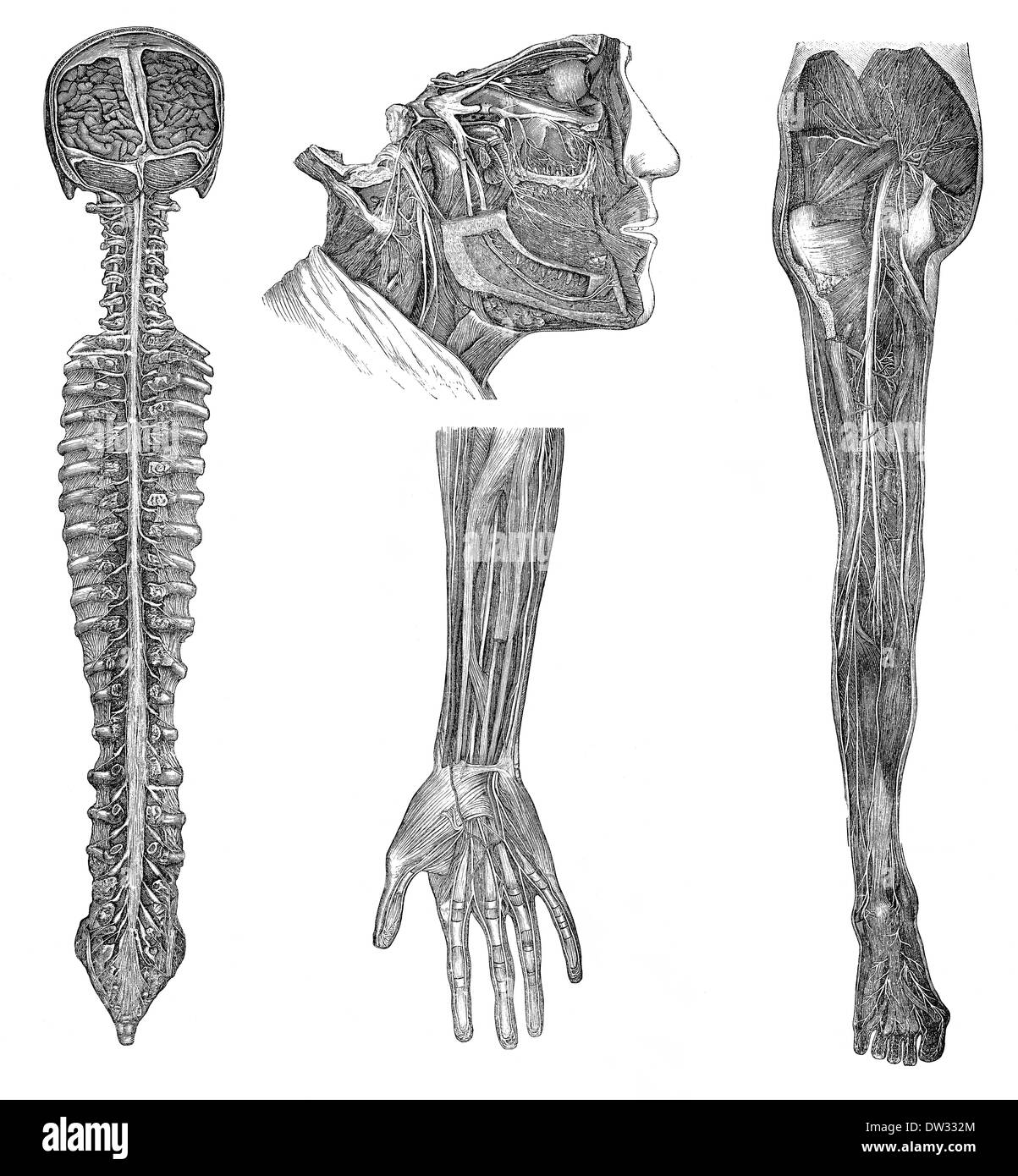 Illustration of human nerves, 1896, Stock Photo