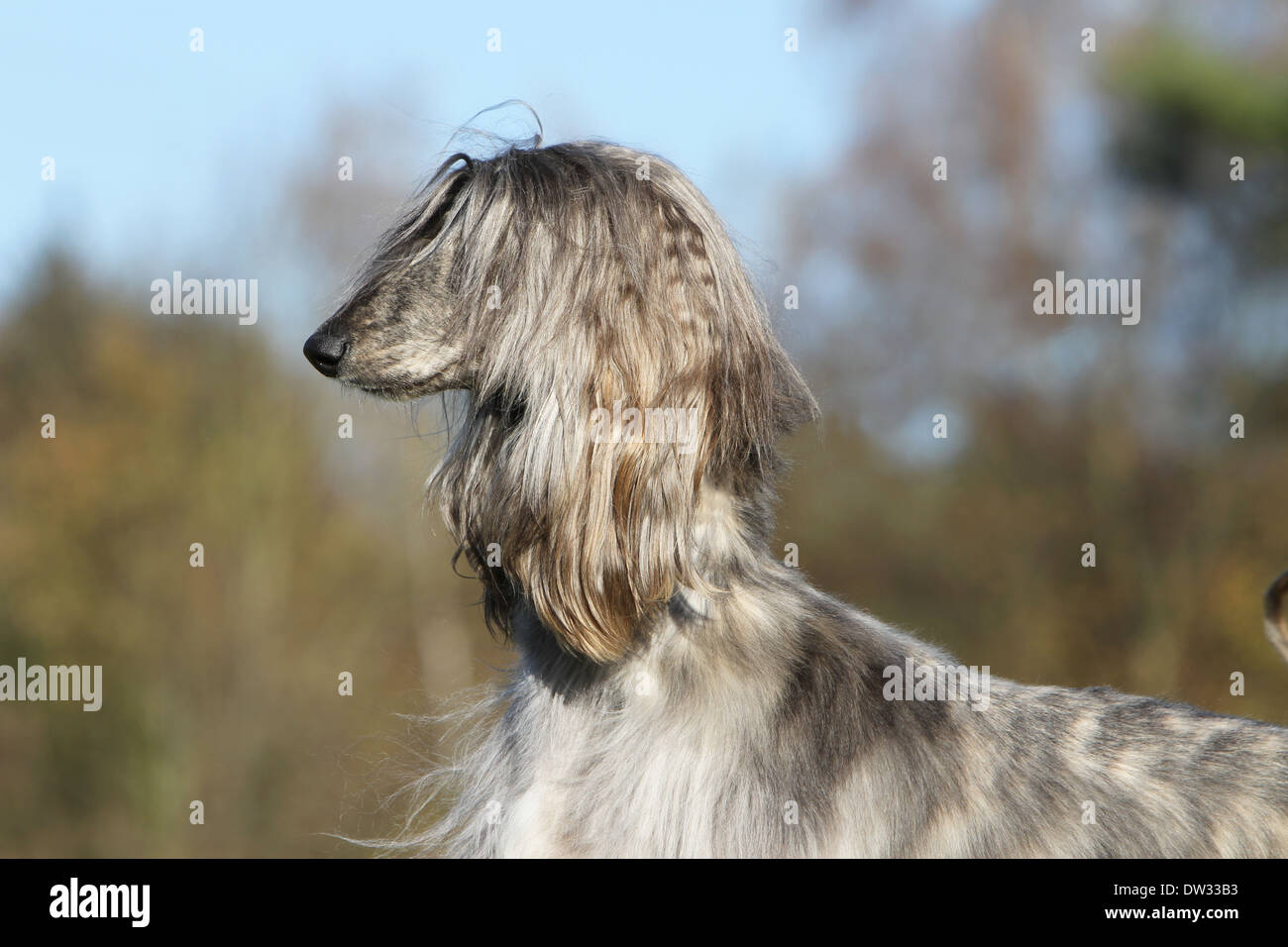 Dog Afghan Hound /  adult portrait Stock Photo