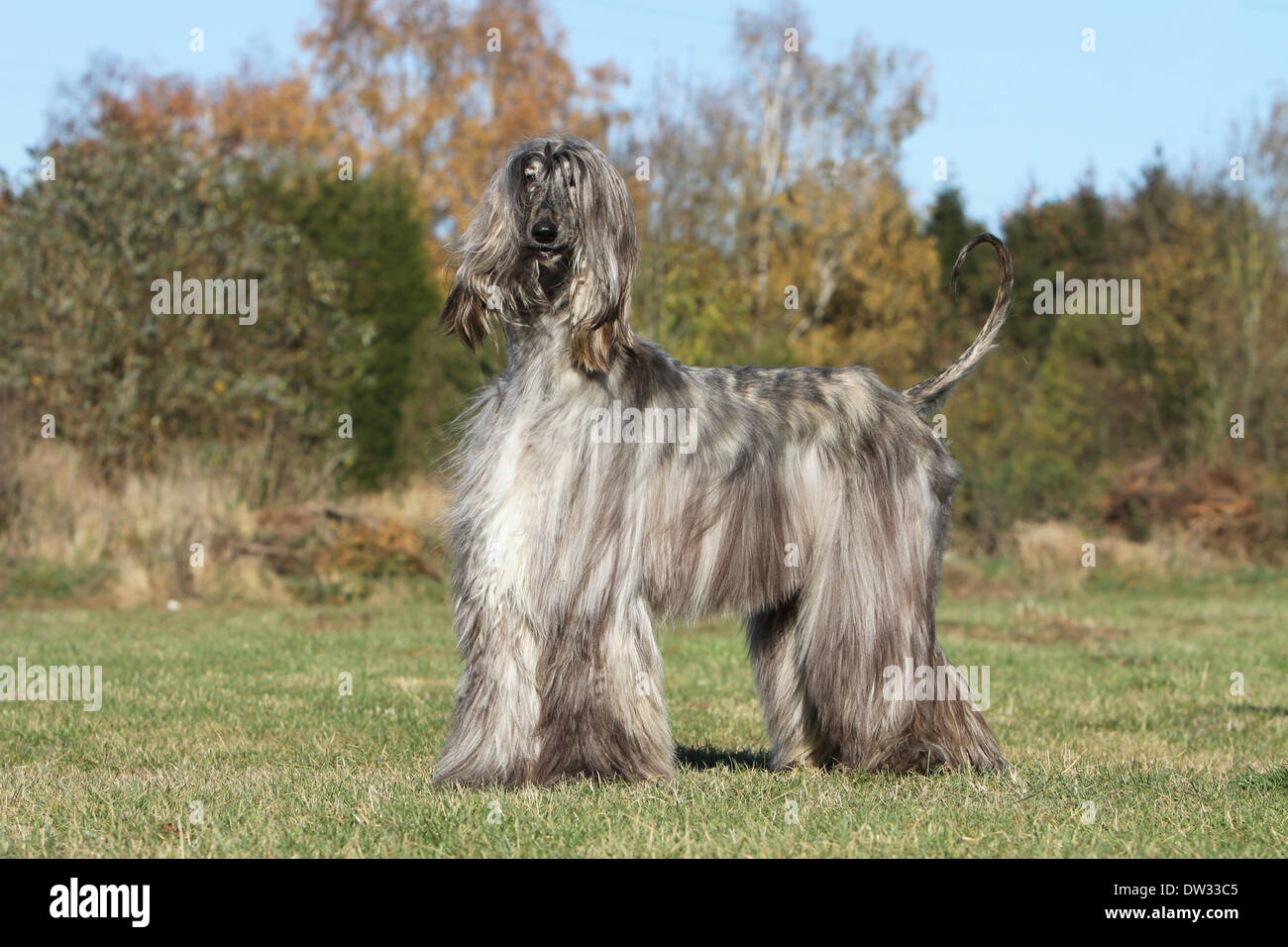 Dog Afghan Hound /  adult standing in a meadow Stock Photo