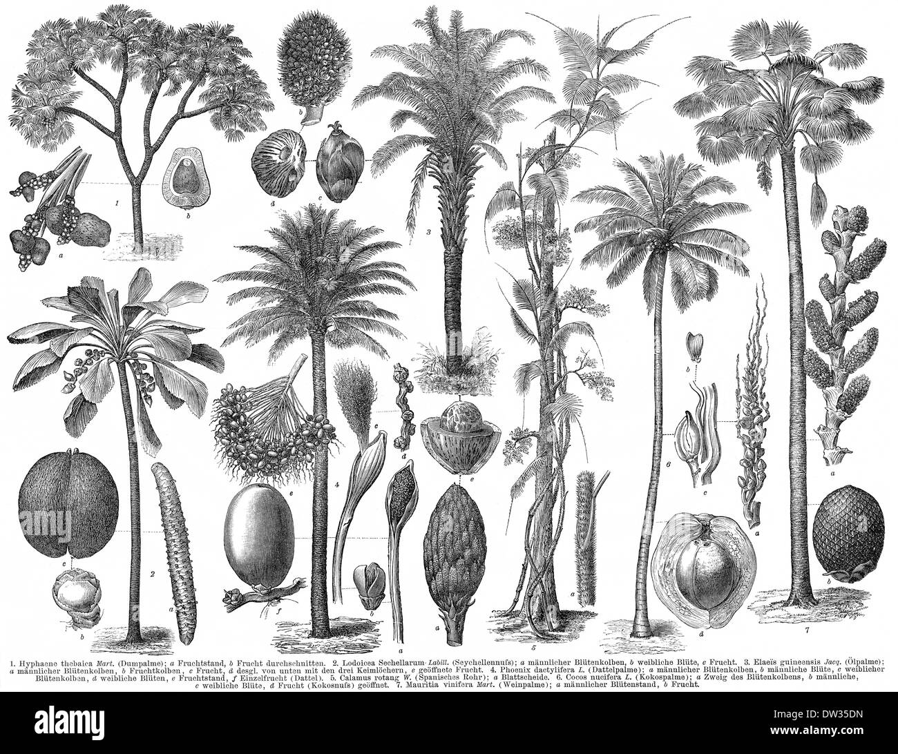 Historical illustration, Arecaceae, palms, Stock Photo