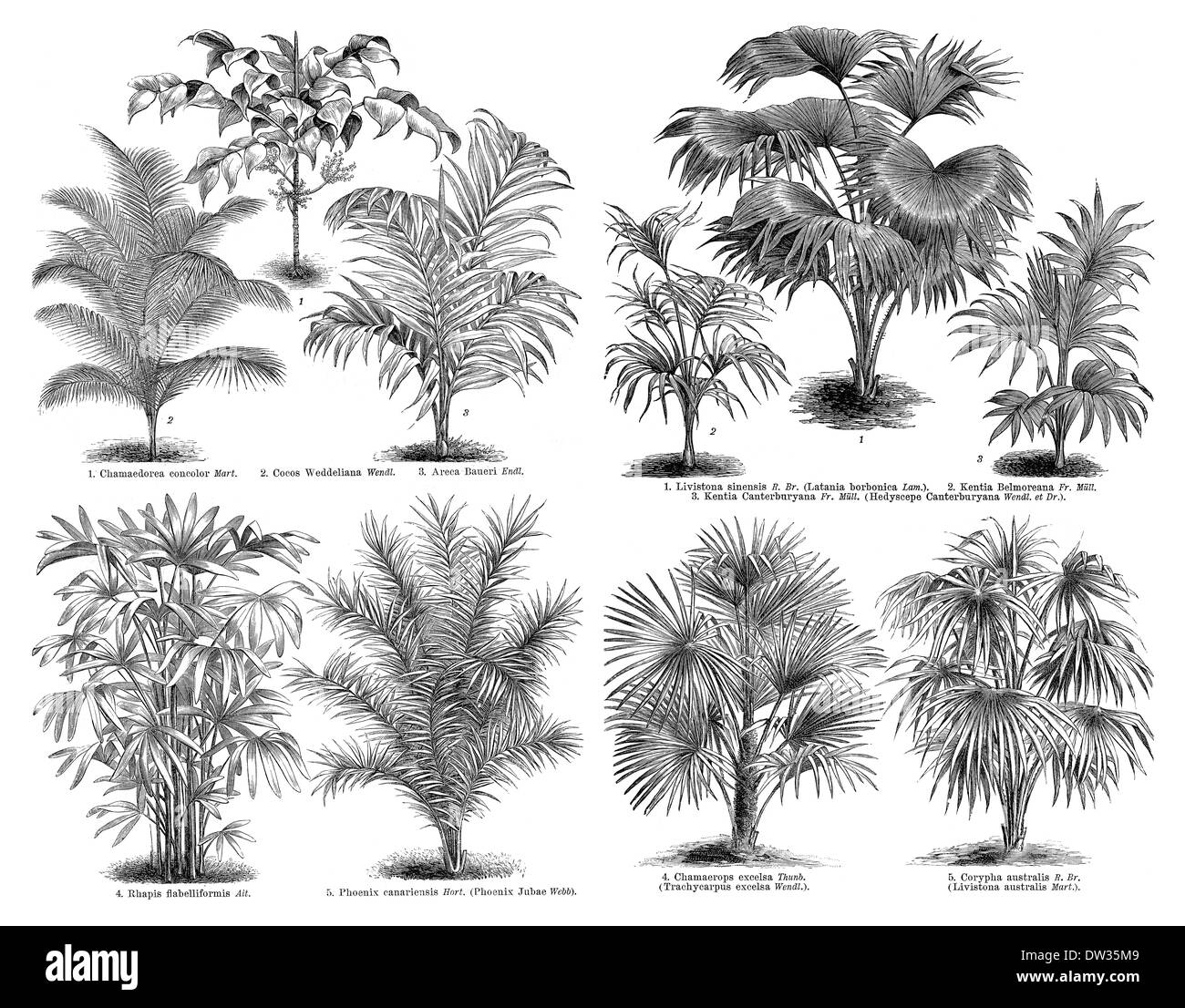 Historical illustration, Arecaceae, palms Stock Photo