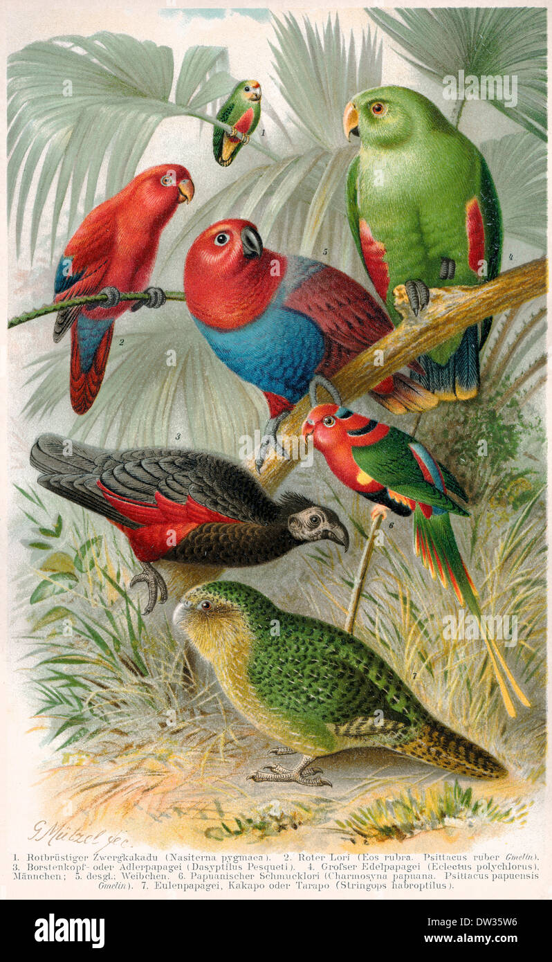 Historical illustration, parrots, psittacines, Stock Photo