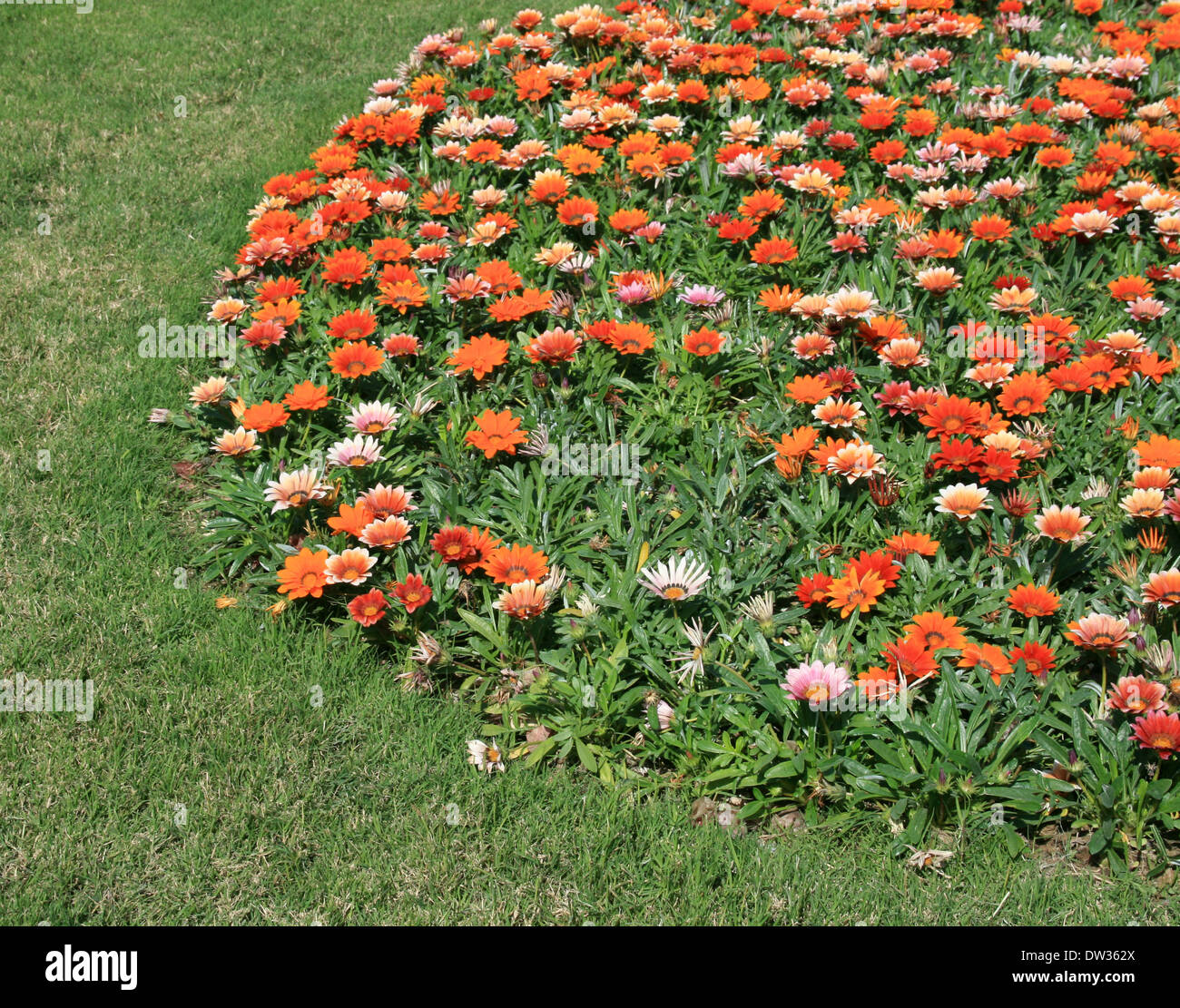 Group og Gazania Flowers.Colorful,Orange in Green. Stock Photo