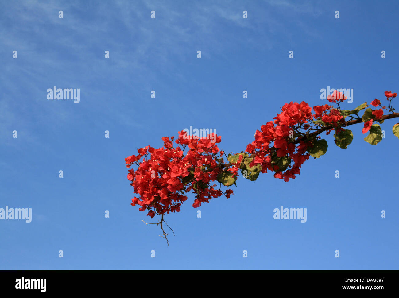 Beautiful Rosette at Blue Sky at Qeshm Island.Spring Coming Soon. Stock Photo
