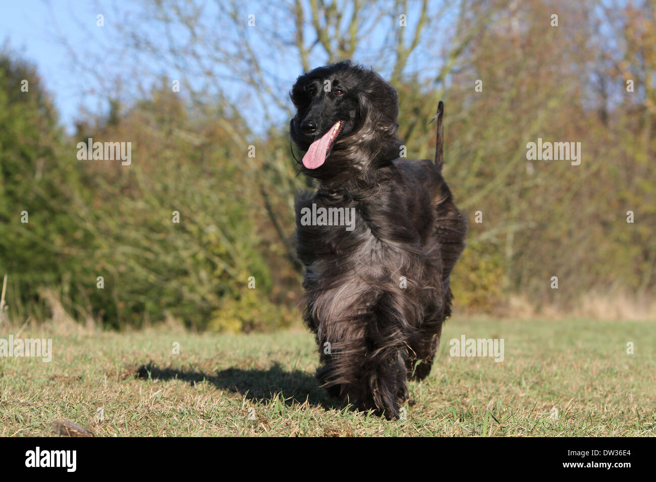 Dog Afghan Hound /  adult running in a meadow Stock Photo
