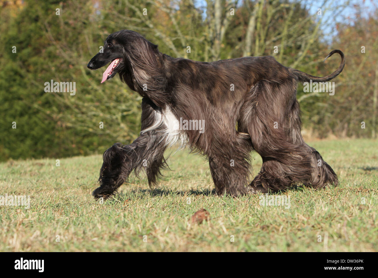 Dog Afghan Hound /  adult walking in a meadow Stock Photo