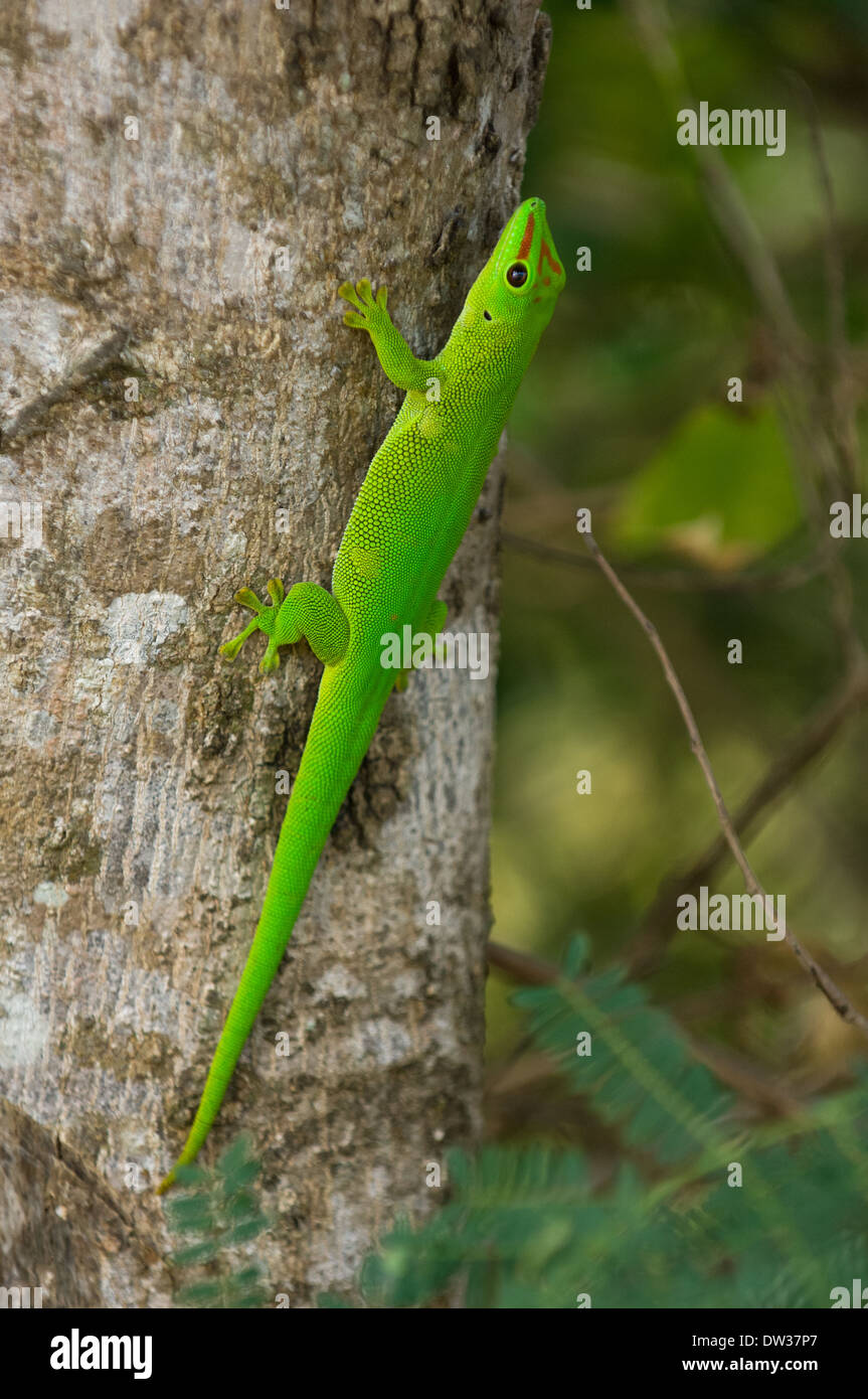Madagascar day gecko (Phelsuma madagascariensis madagascariensis) on a tree in Antsiranana (Diego-Suarez), Madagascar Stock Photo