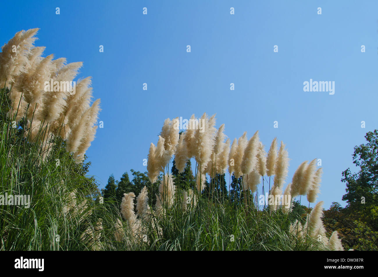 Japanese silver grass and sky Stock Photo
