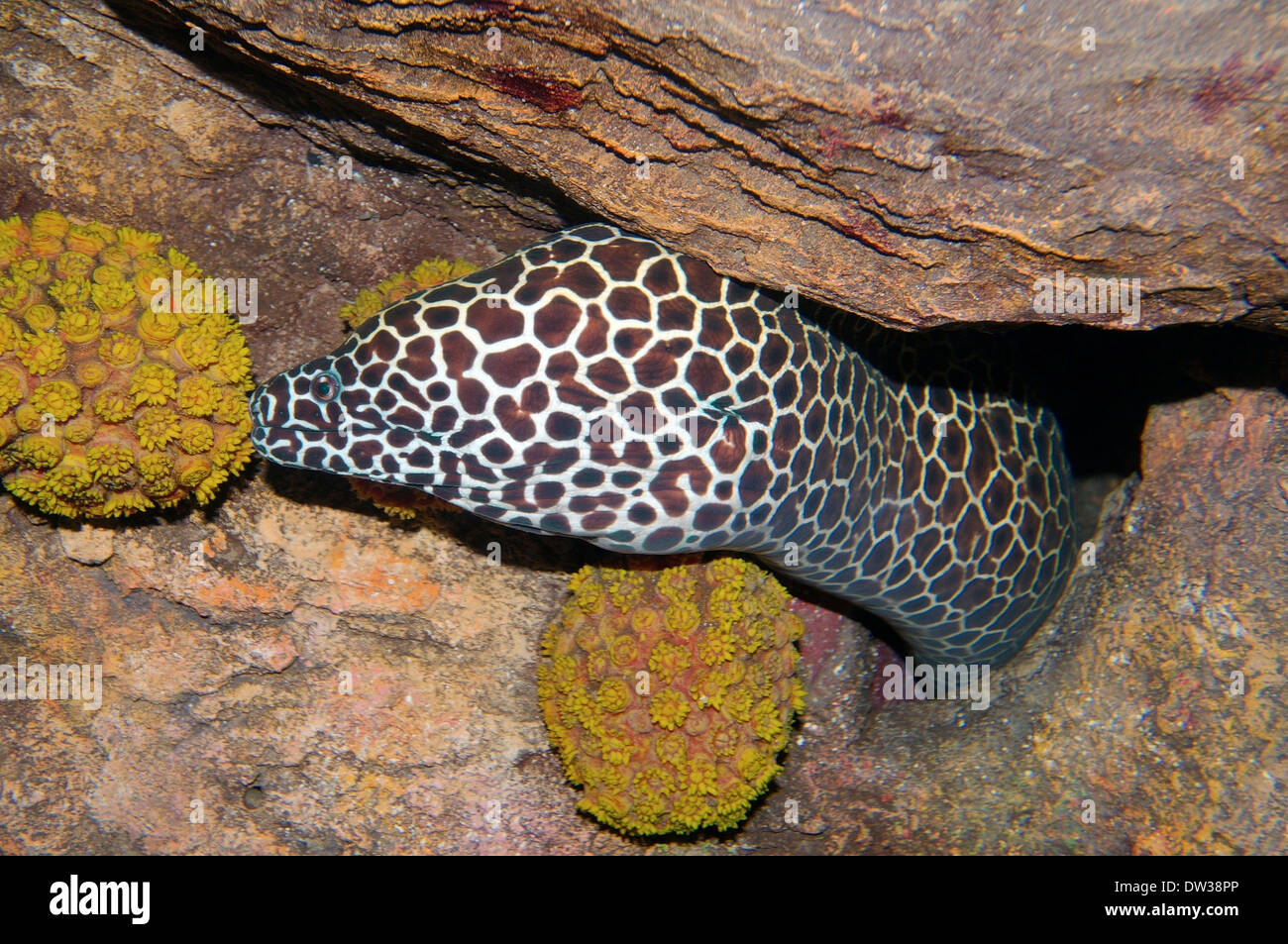 Honeycomb Moray (Gymnothorax favagineus) Red sea, Egypt Stock Photo
