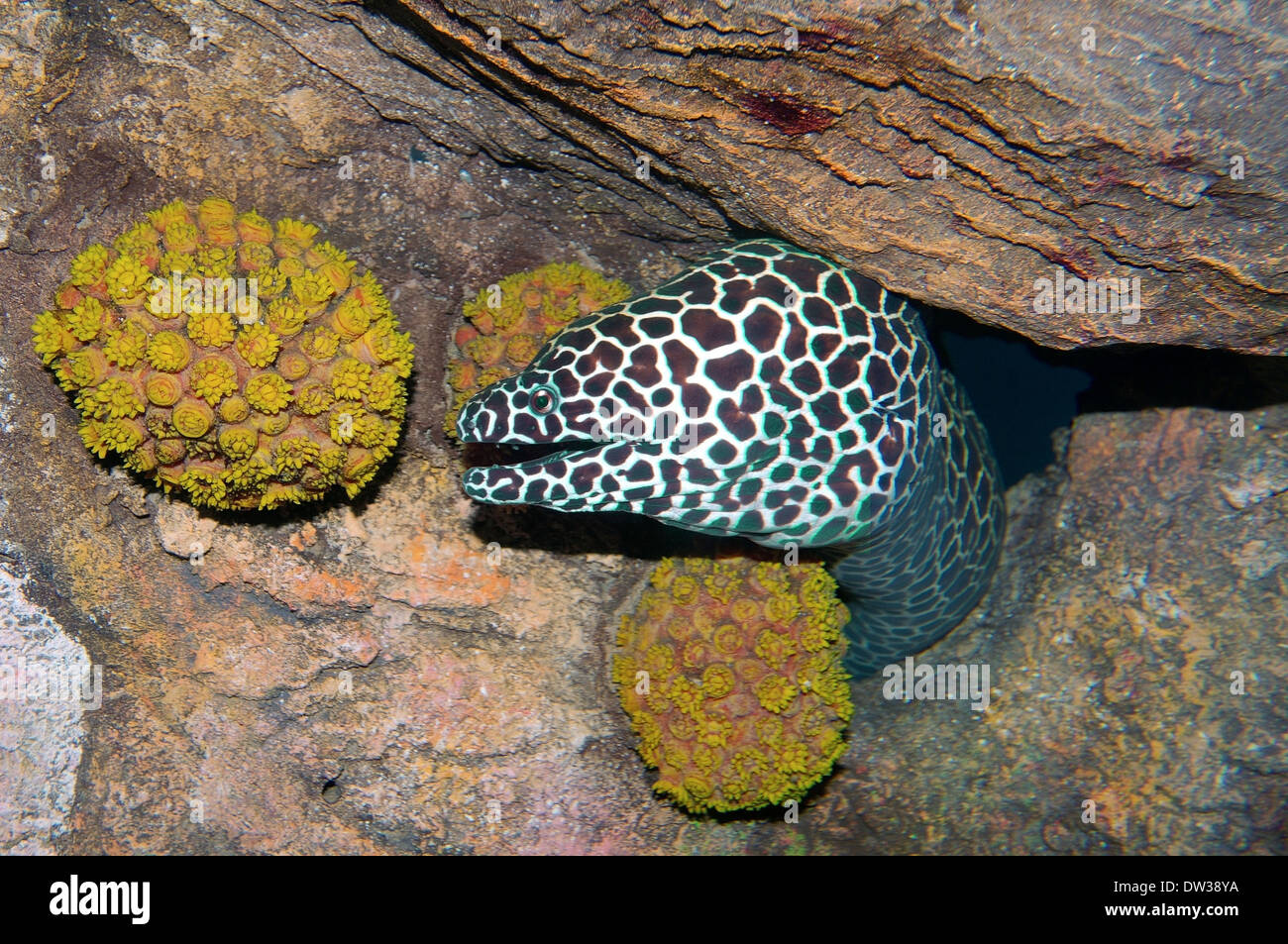 Honeycomb Moray (Gymnothorax favagineus) Red sea, Egypt Stock Photo