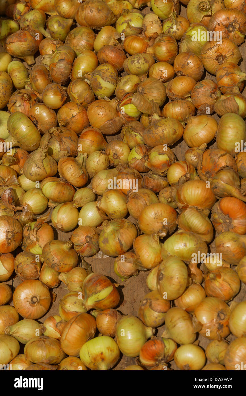Drying onions after harvest Stock Photo Alamy