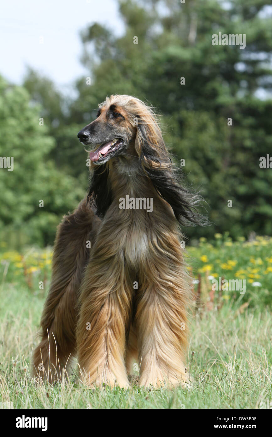 Dog Afghan Hound Adult Standing In A Meadow Stock Photo