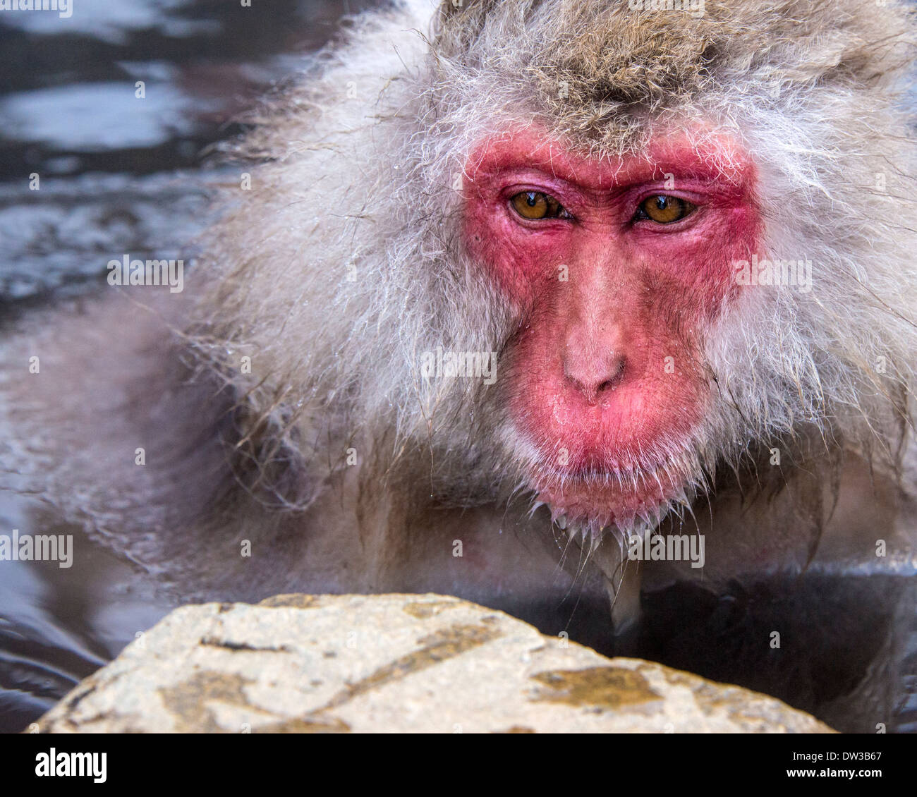 Japanese Snow Monkeys in Nagano, Japan. Stock Photo