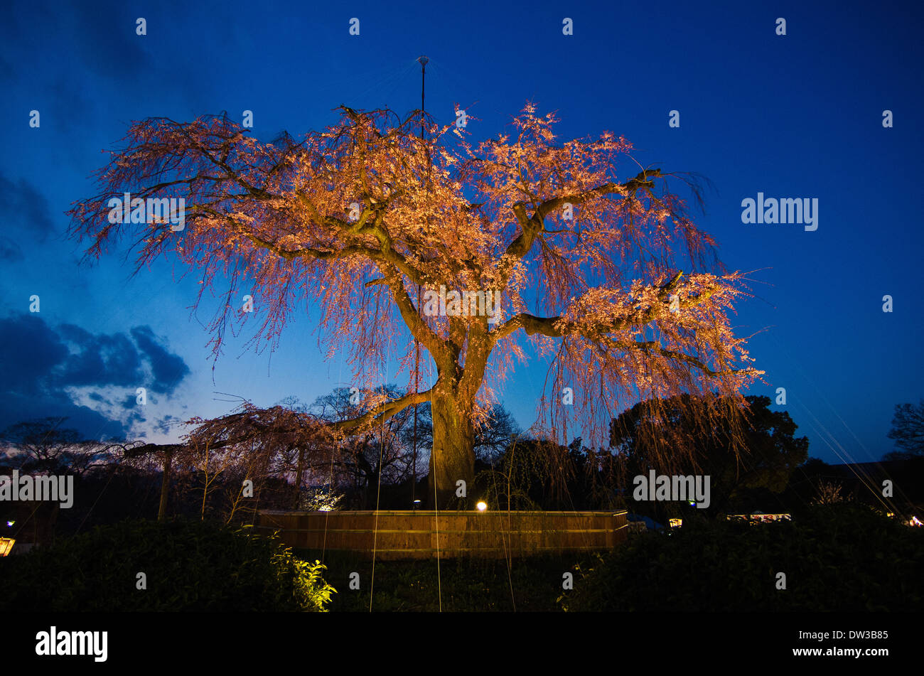 Cherry trees at night Stock Photo Alamy