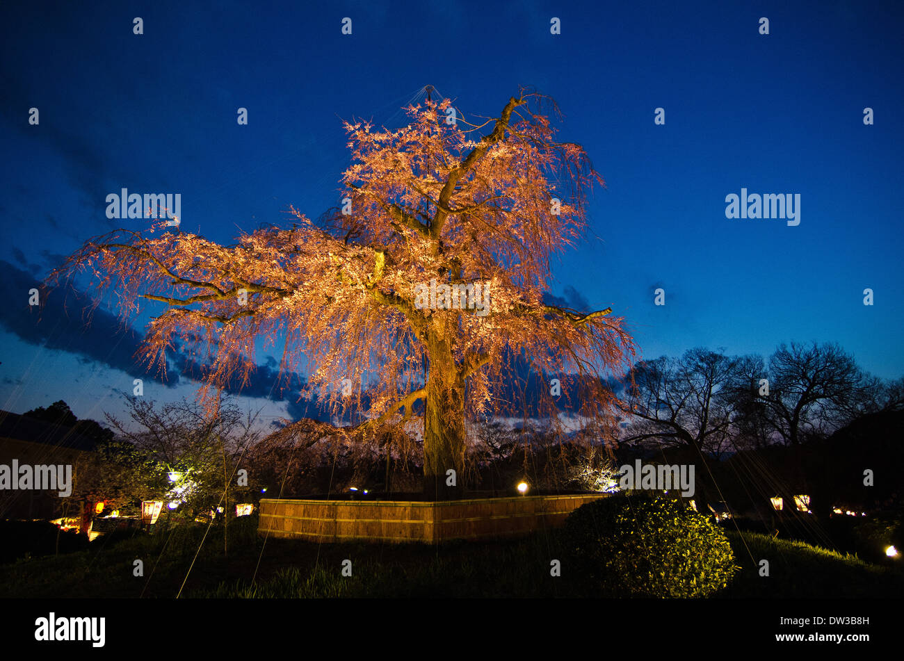 Cherry trees at night Stock Photo Alamy