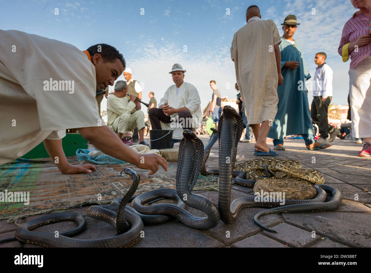 Snake charmer with Egyptian Cobras (Naja haje) and Puff Adders (Bitis