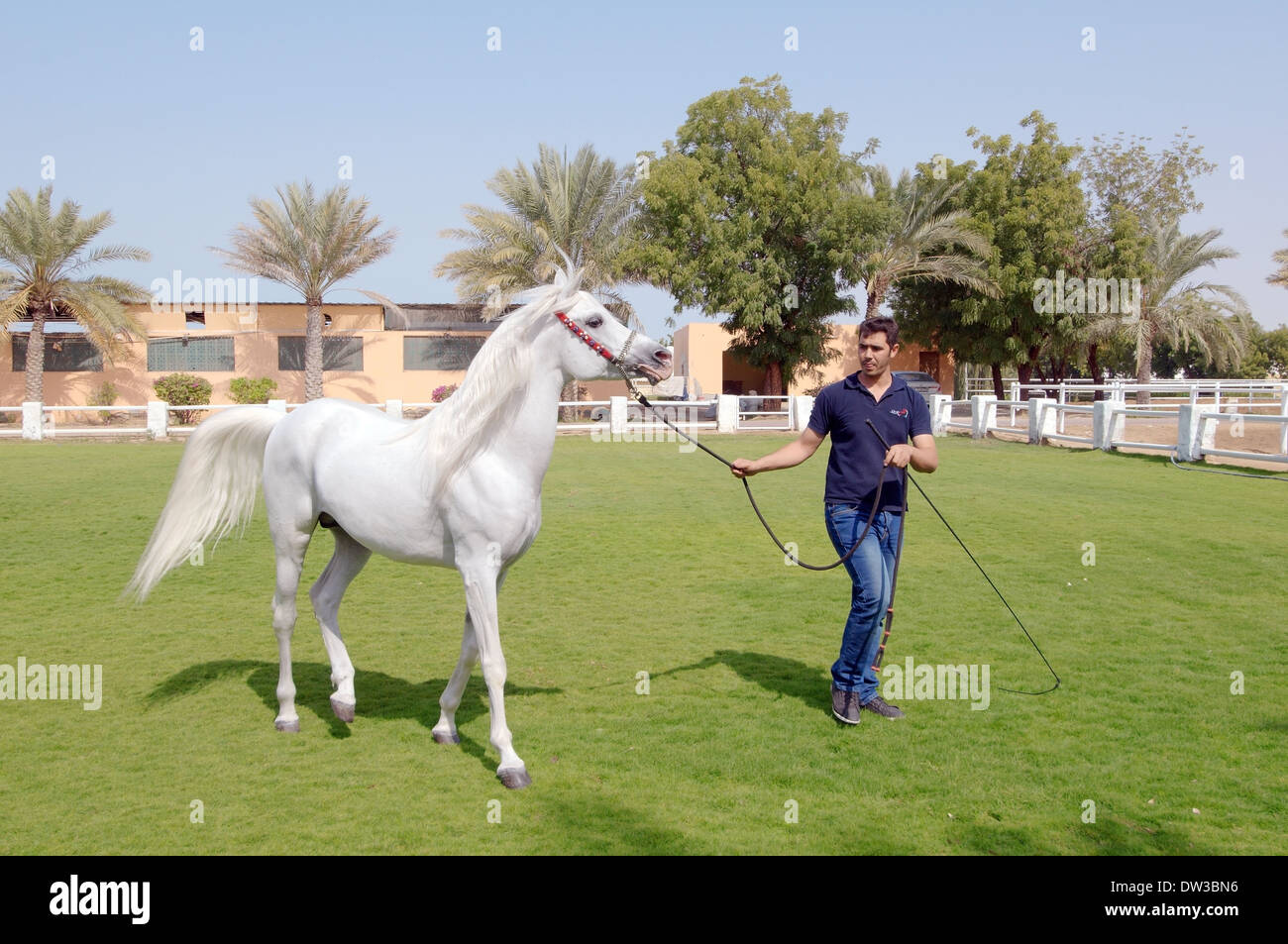 Arabian or Arab horse, Sharjah (emirate), UAE Stock Photo Alamy