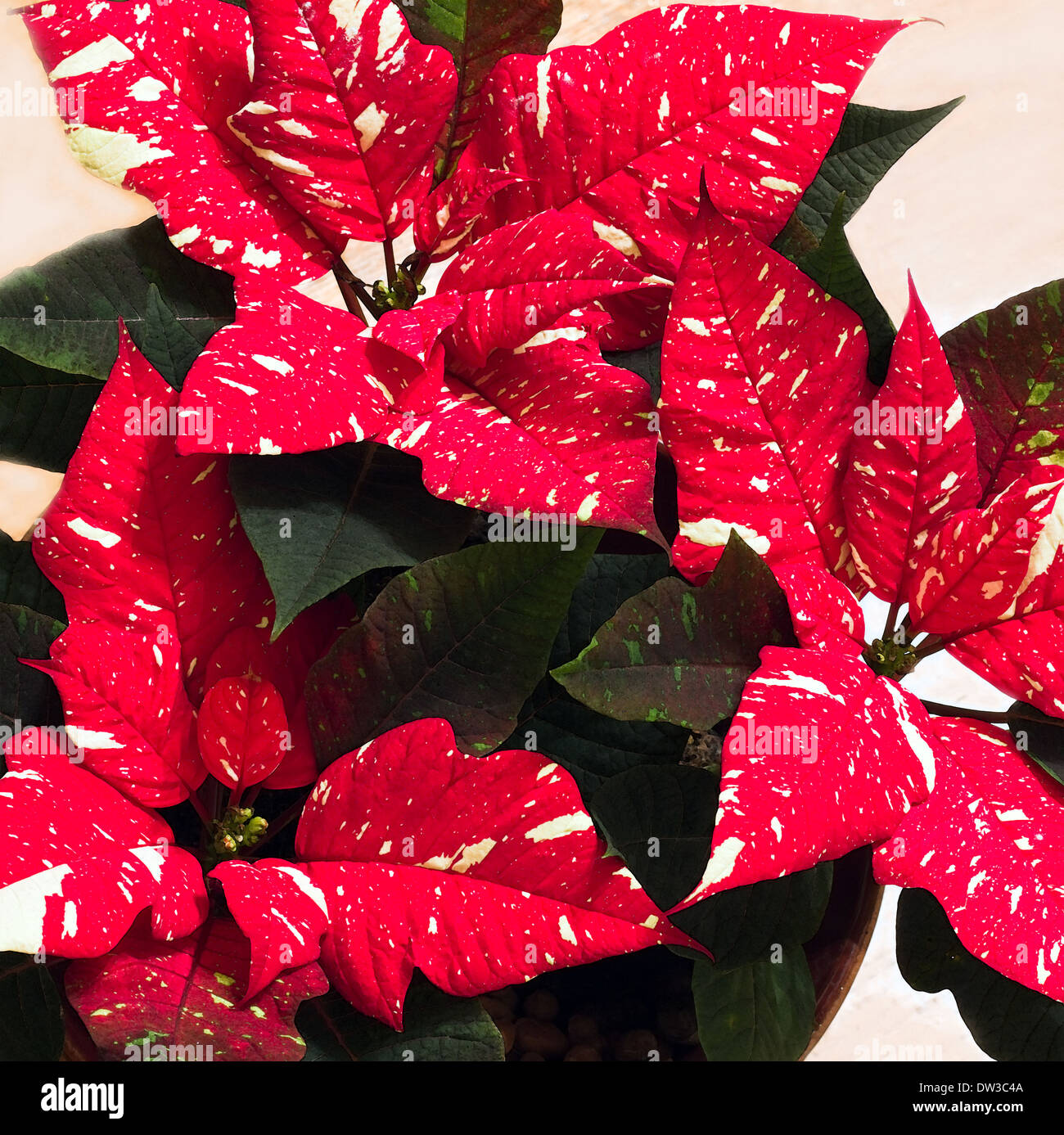 White speckled Poinsettia or Euphorbia pulcherrima flowers, often used as an indoor decoration with christmas time Stock Photo