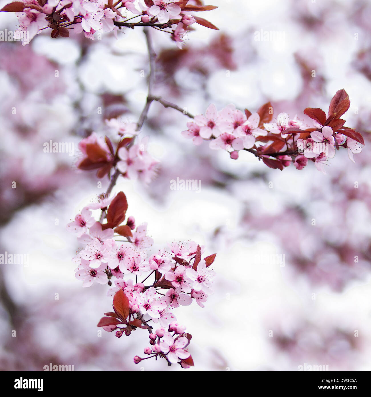 Blooming pink cherry blossom branches on tree in spring with faded background - square cropped image Stock Photo