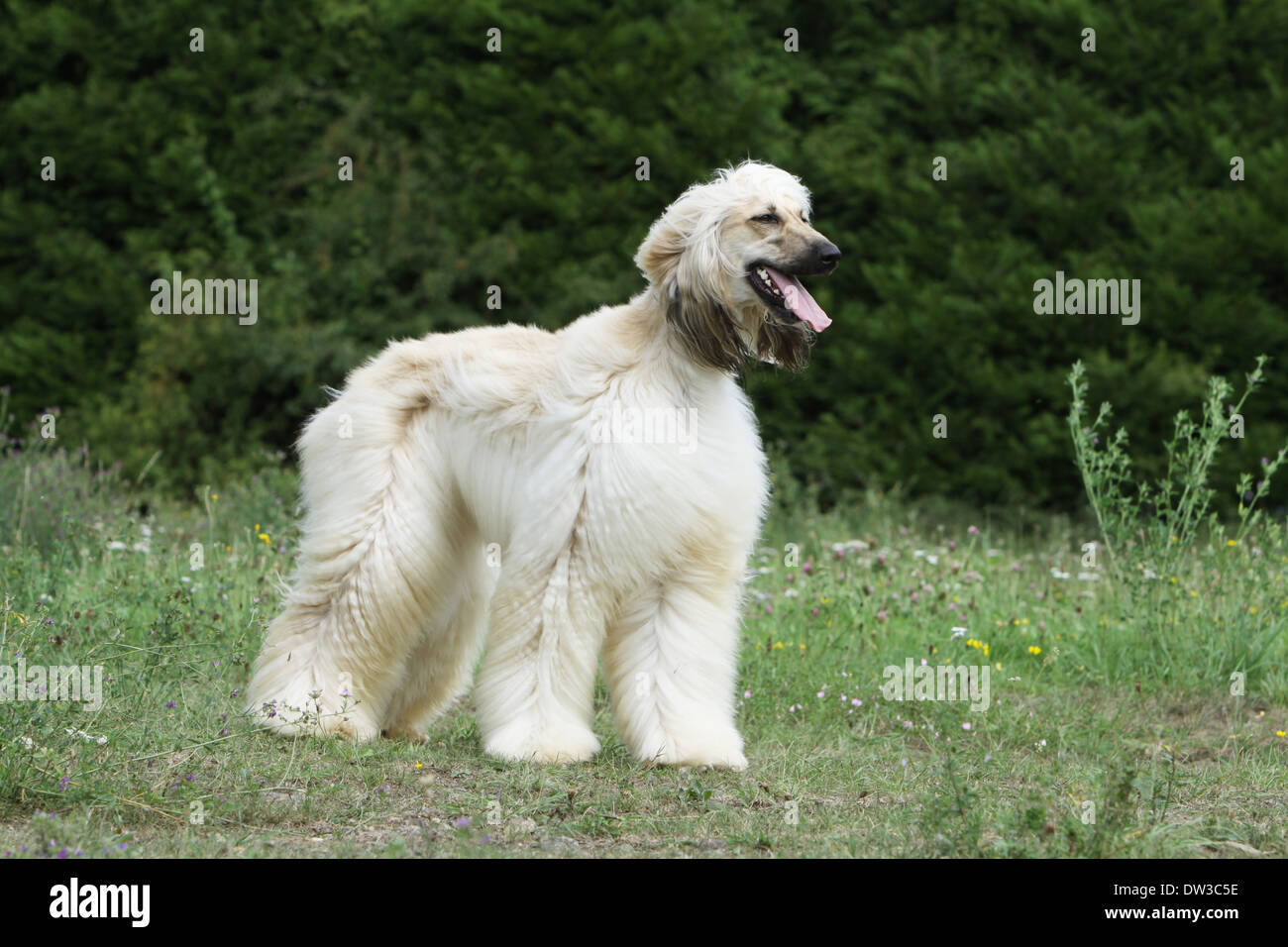 Long Haired Greyhounds High Resolution Stock Photography and Images Alamy