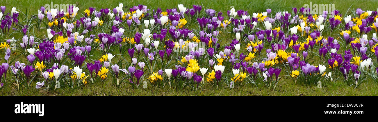 purple, yellow and white Springcrocus flowers blooming in grass in early spring long panorama photo with aquarel or waterpainted look Stock Photo