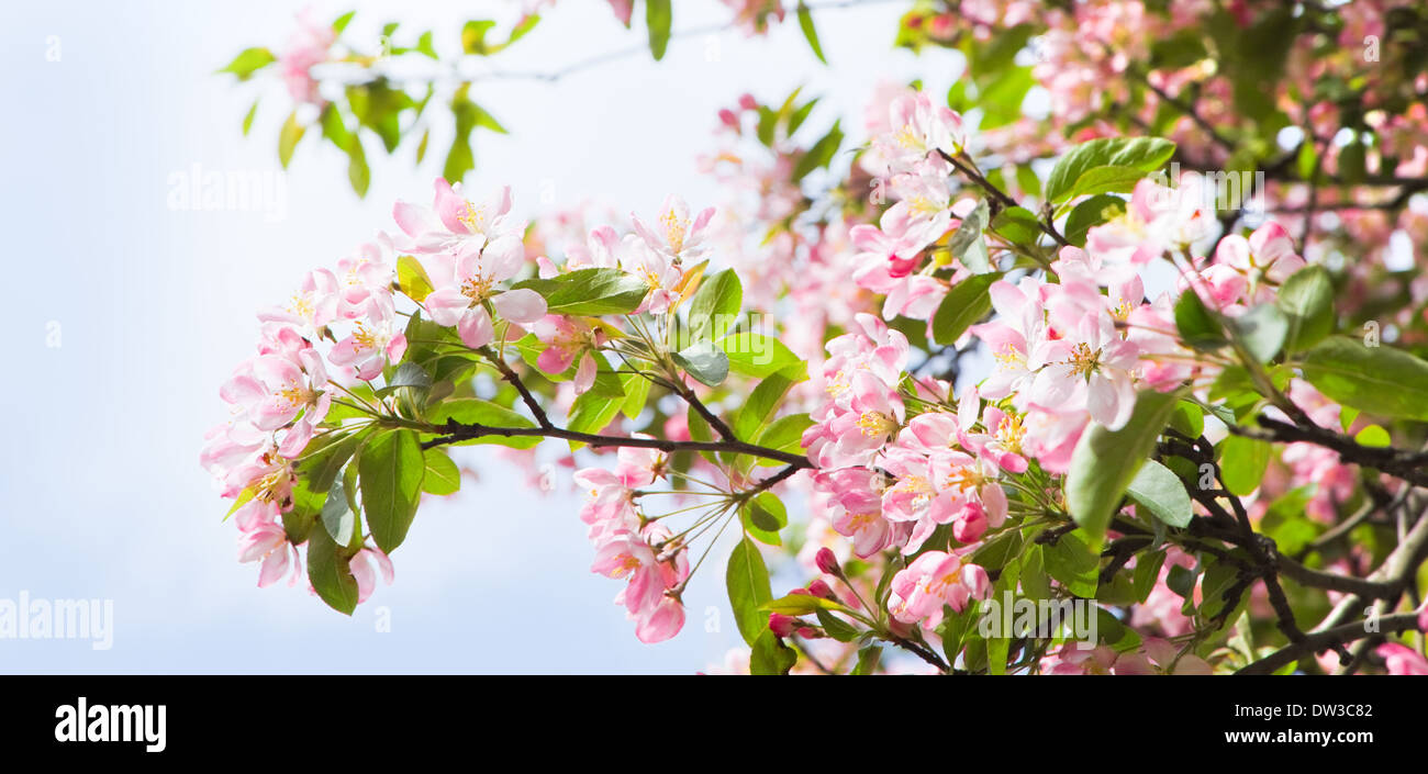 Pano apple blossom with blue sky background in spring Stock Photo