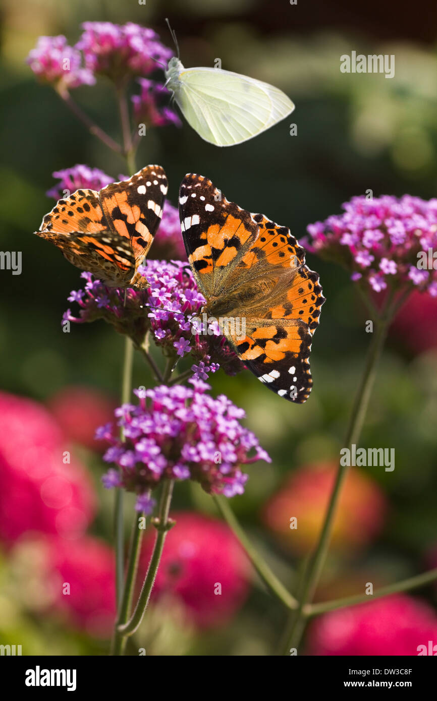 Painted Lady and Small White butterflies feeding on Verbena flowers in summer Stock Photo