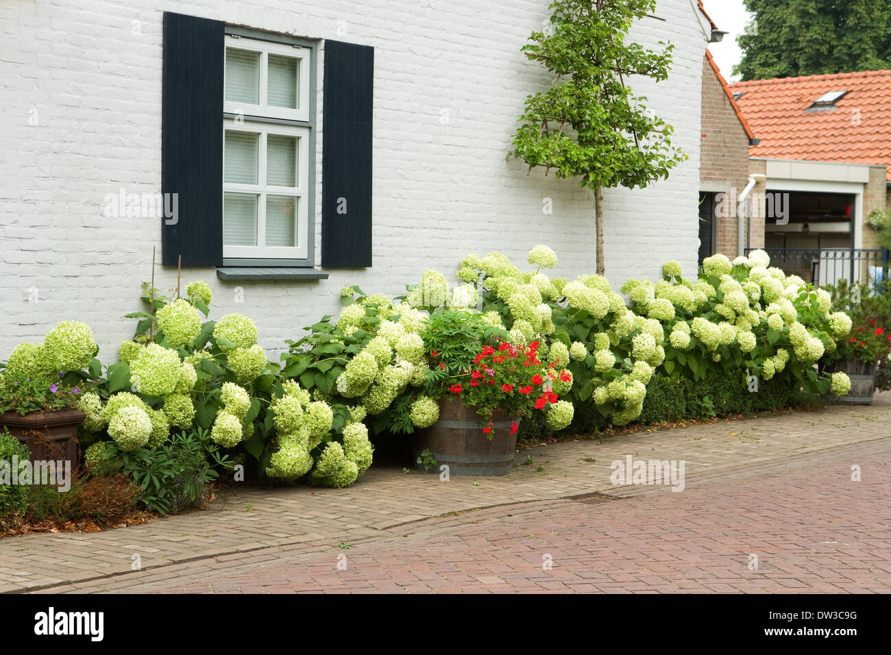 House in village with white blooming Hydrangea bushes and fruit espalier against the wall on summer day Stock Photo