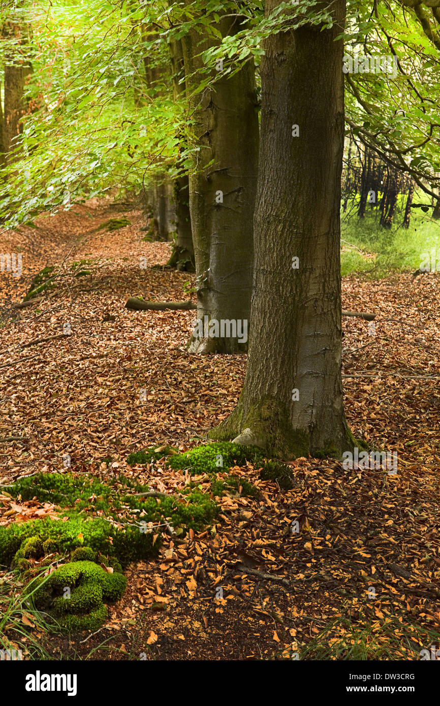 Row of trees in summer in forest with tapestry of fallen leaves Stock Photo