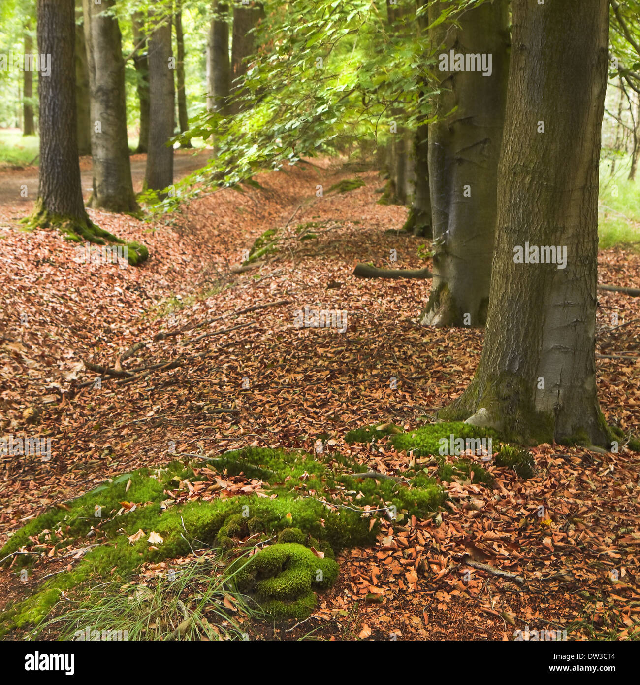 Rows of trees in summer in forest with tapestry of fallen leaves - square Stock Photo