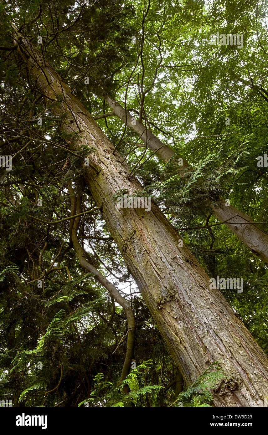Tall evergreen Conifer tree in forest in summer Stock Photo
