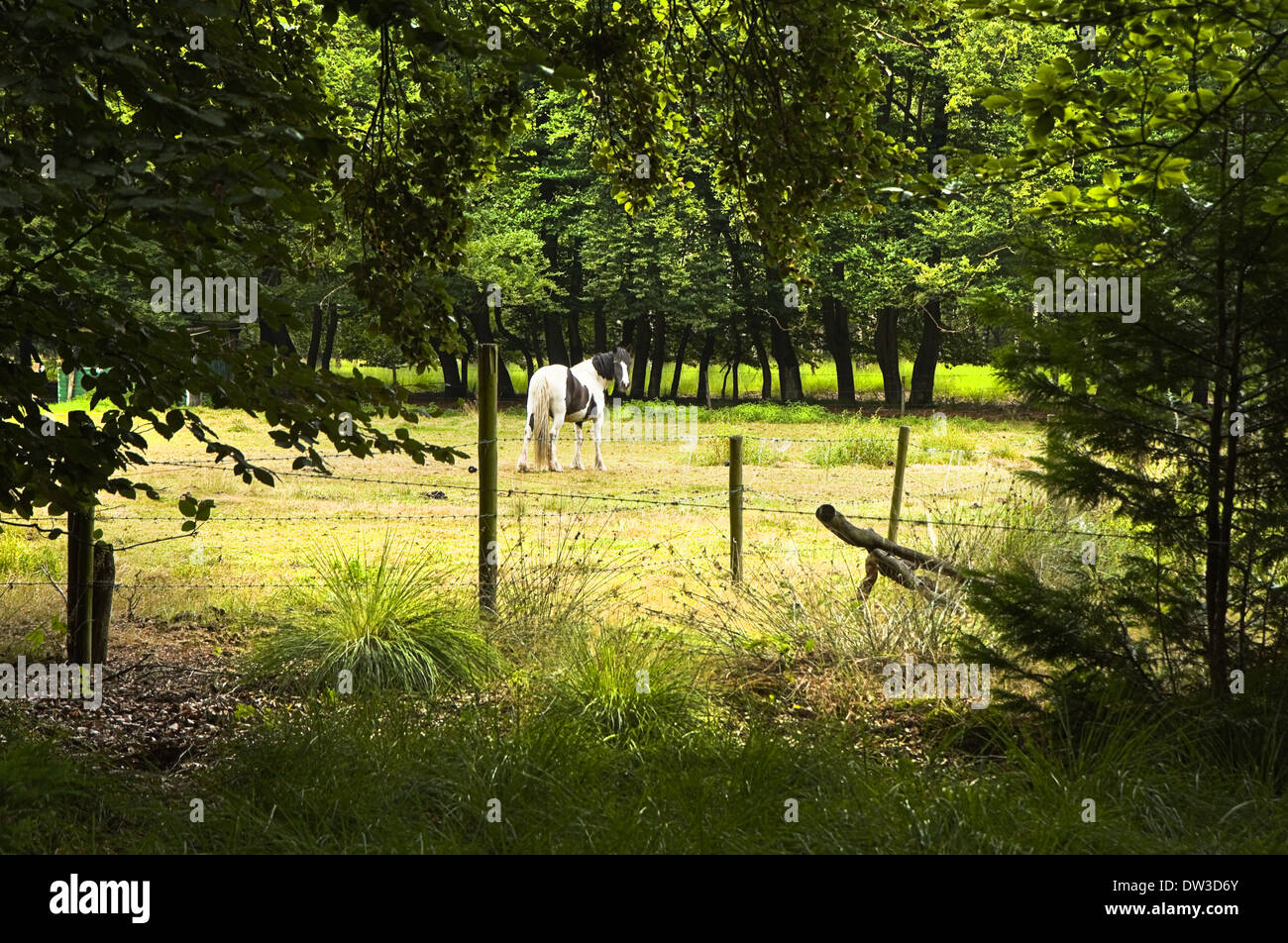 Horse standing on field behind behind barbed fence in forest in summer Stock Photo