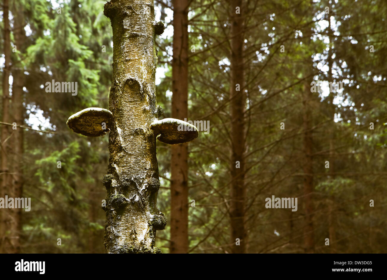 Mushrooms -Trametes species on birch tree in forest in summer Stock Photo