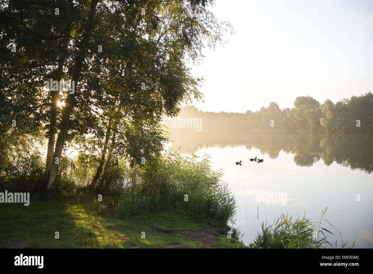 Summer sunrise with morning fog, ducks and birchtrees at the lake Stock Photo